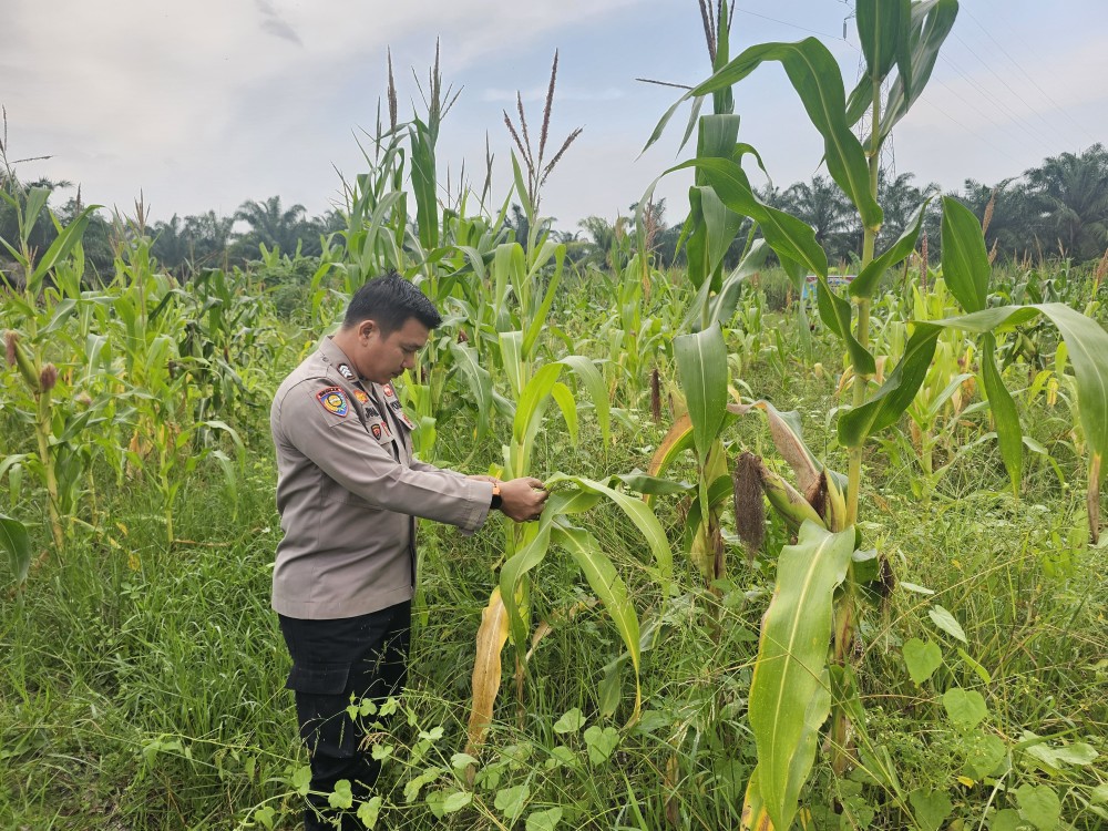 Bhabinkamtibmas Polsek Rimba Melintang Pantau Pertumbuhan Jagung Ketahanan Pangan di Pematang Sikek
