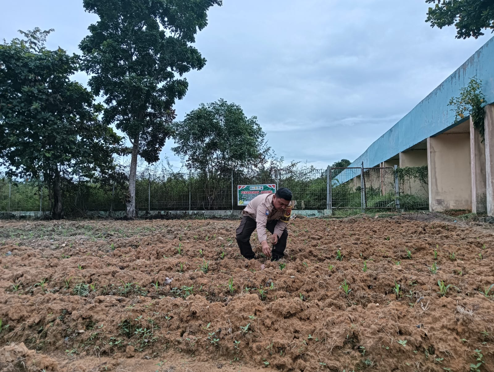 Bhabinkamtibmas Polsek Rimba Melintang Pantau Pertumbuhan Ketahanan Pangan di Jumrah