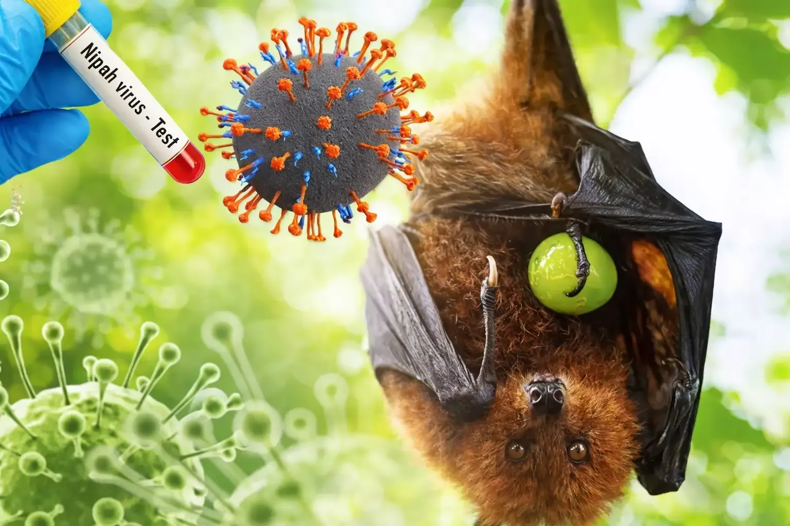 Pemprov Riau Pastikan Belum ada Temuan Kasus Virus Nipah
