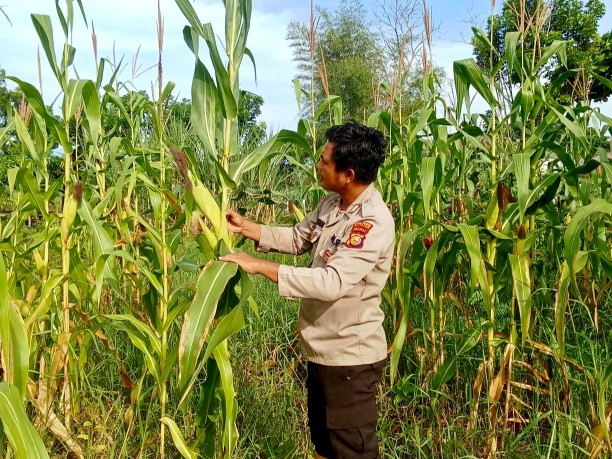 Polsek Rimba Melintang Cek Perkembangan Tanaman Jagung Program Ketahanan Pangan di Rohil