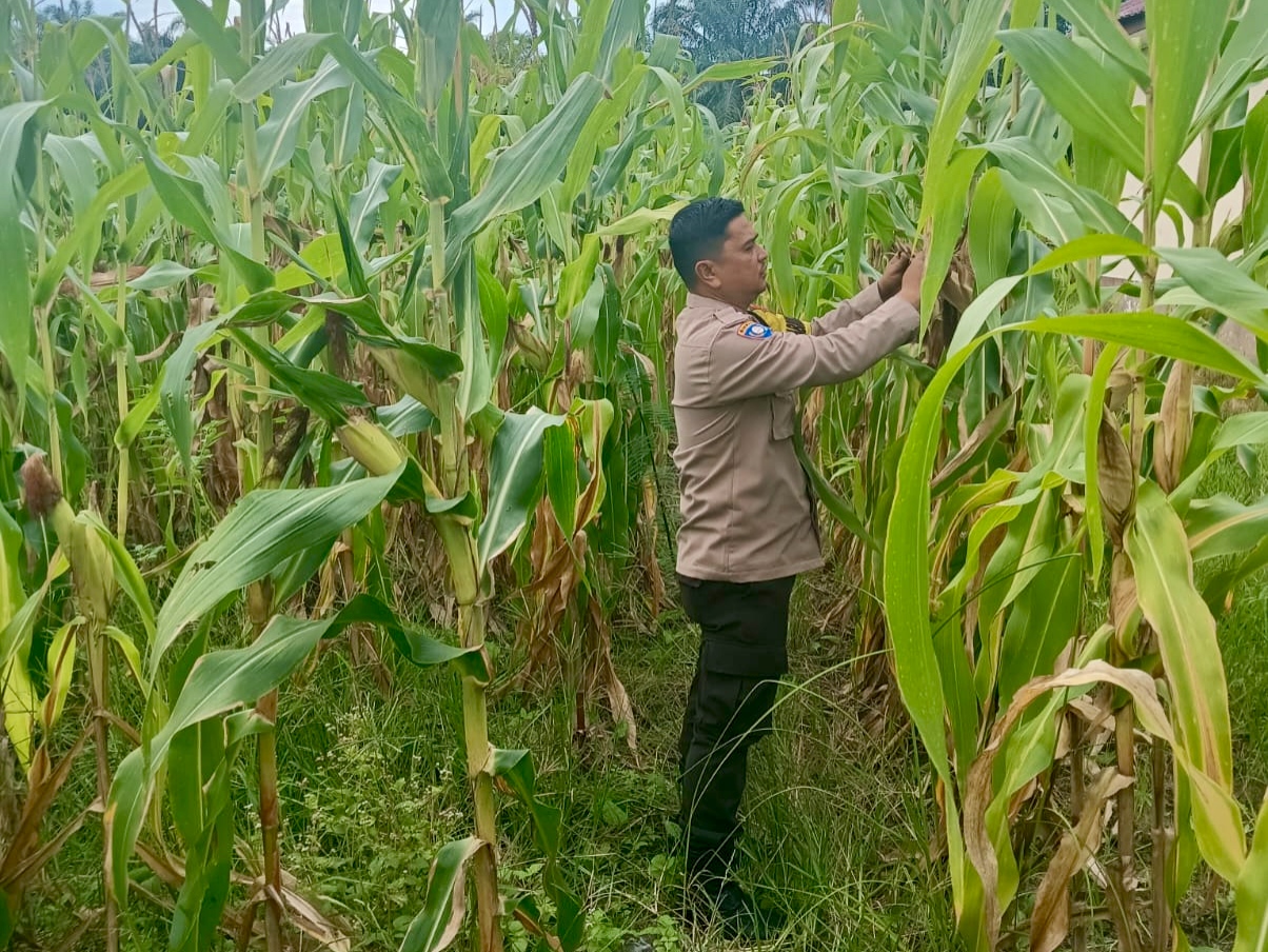 Polsek Rimba Melintang Rutin Pantau Jagung Ketahanan Pangan di Lahan 2 Hektare