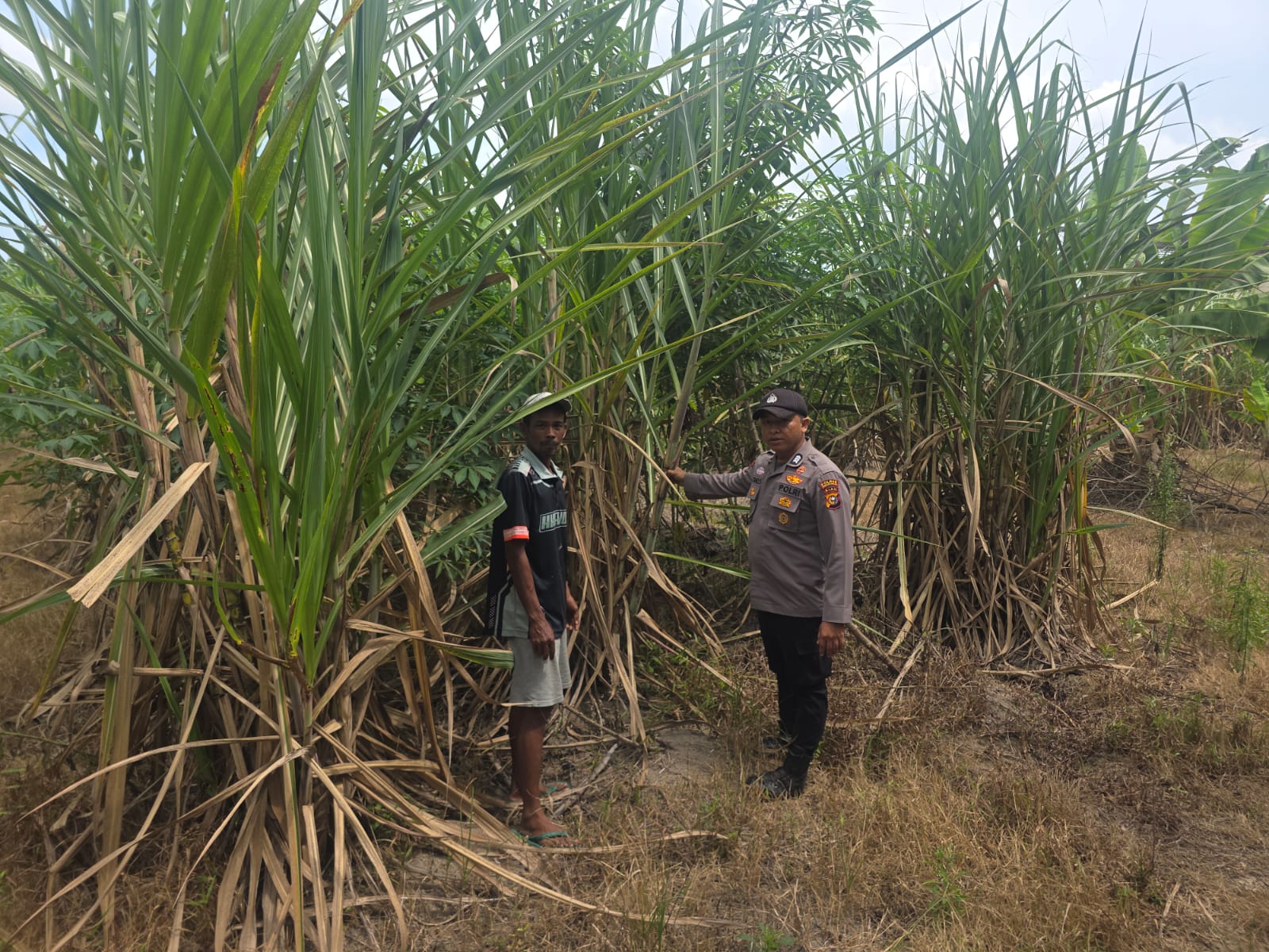 Dukung Ketahanan Pangan, Bhabinkamtibmas Bangko Pusako Turun Langsung ke Kebun Petani