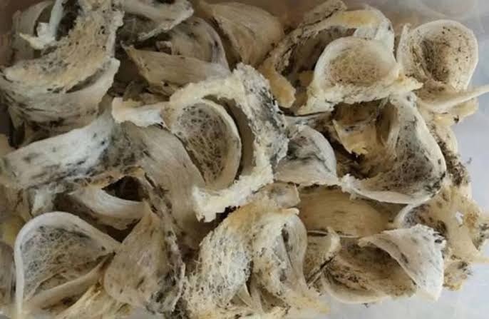 Benarkah Sarang Burung Walet Terbuat dari Air Liur?