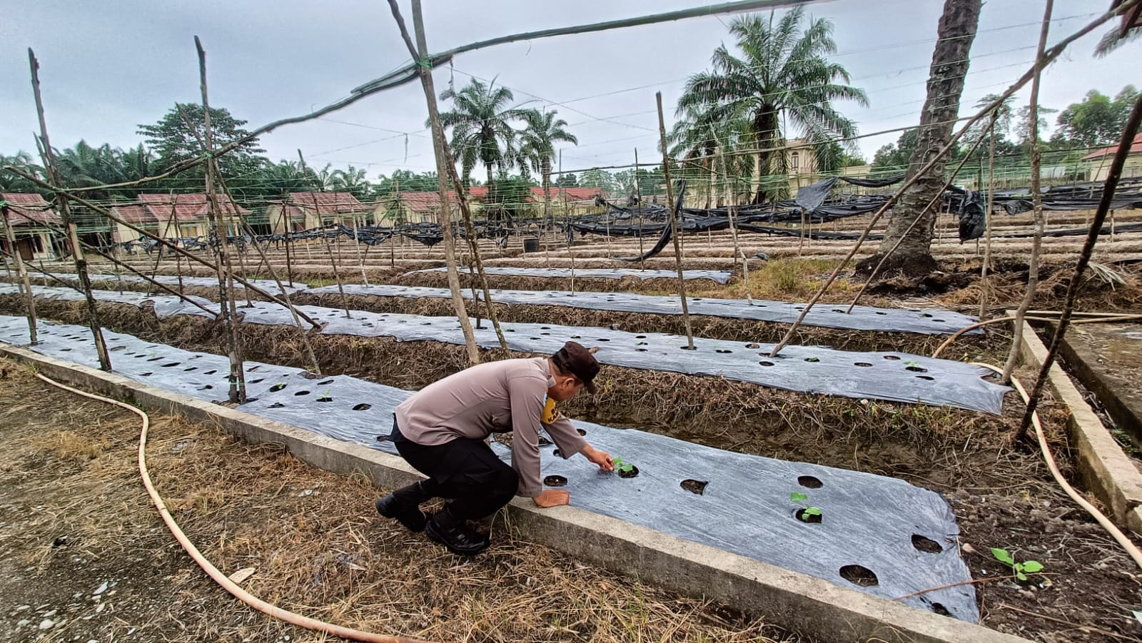 Polisi Sambangi Petani Kacang Panjang di Rohil, Dorong Ketahanan Pangan Nasional