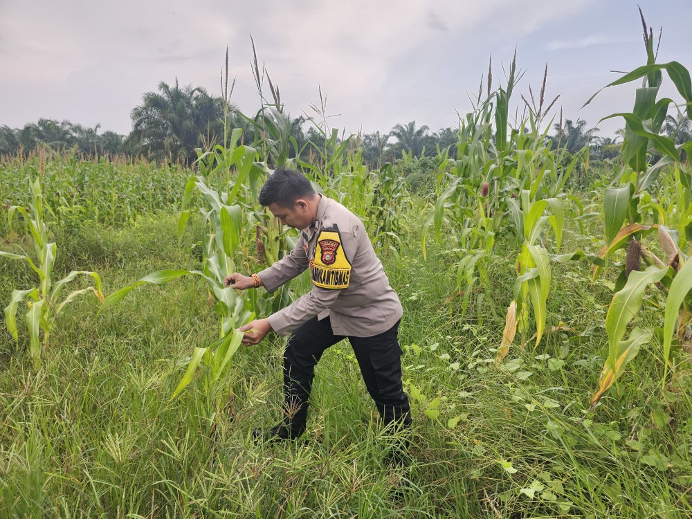 Program Ketahanan Pangan Berjalan Baik, Jagung di PT GMR Dipantau Polsek Rimba Melintang