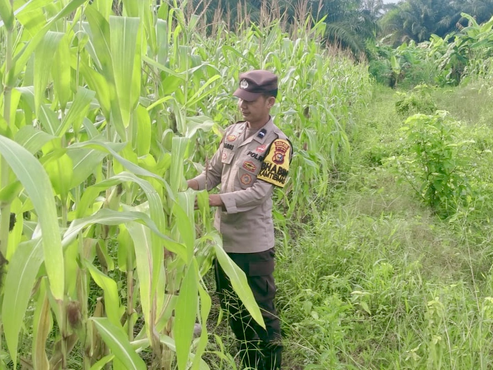 Personel Polsek Rimba Melintang Pantau Perkembangan Jagung Ketahanan Pangan
