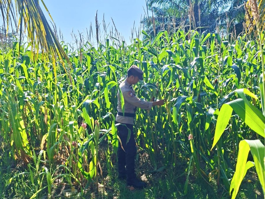 Bhabinkamtibmas Monitoring Program Ketahanan Pangan Jagung di Jalan Al Munawwarah Rimba Melintang