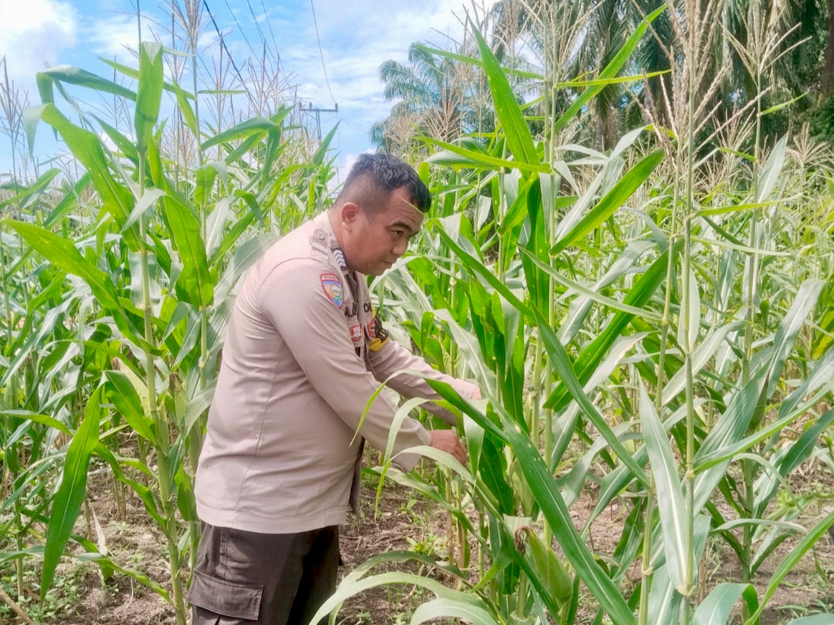 Polsek Rimba Melintang Pantau Pertumbuhan Jagung Ketahanan Pangan di Harapan Jaya