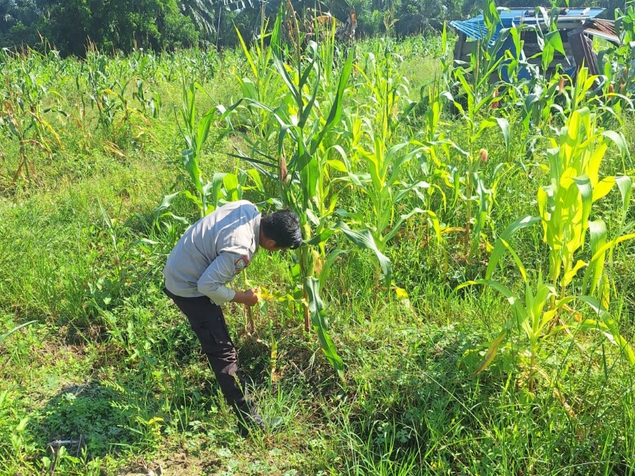 Ketahanan Pangan di Belakang Polsek Rimba Melintang Terus Dipantau