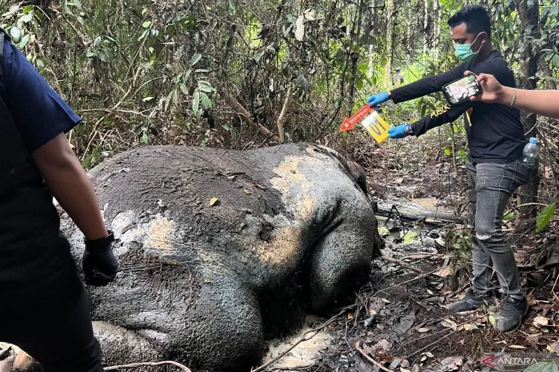 Heboh 9 Gajah Disebut Tewas di Tesso Nilo, Kepala Balai TNTN Buka Suara