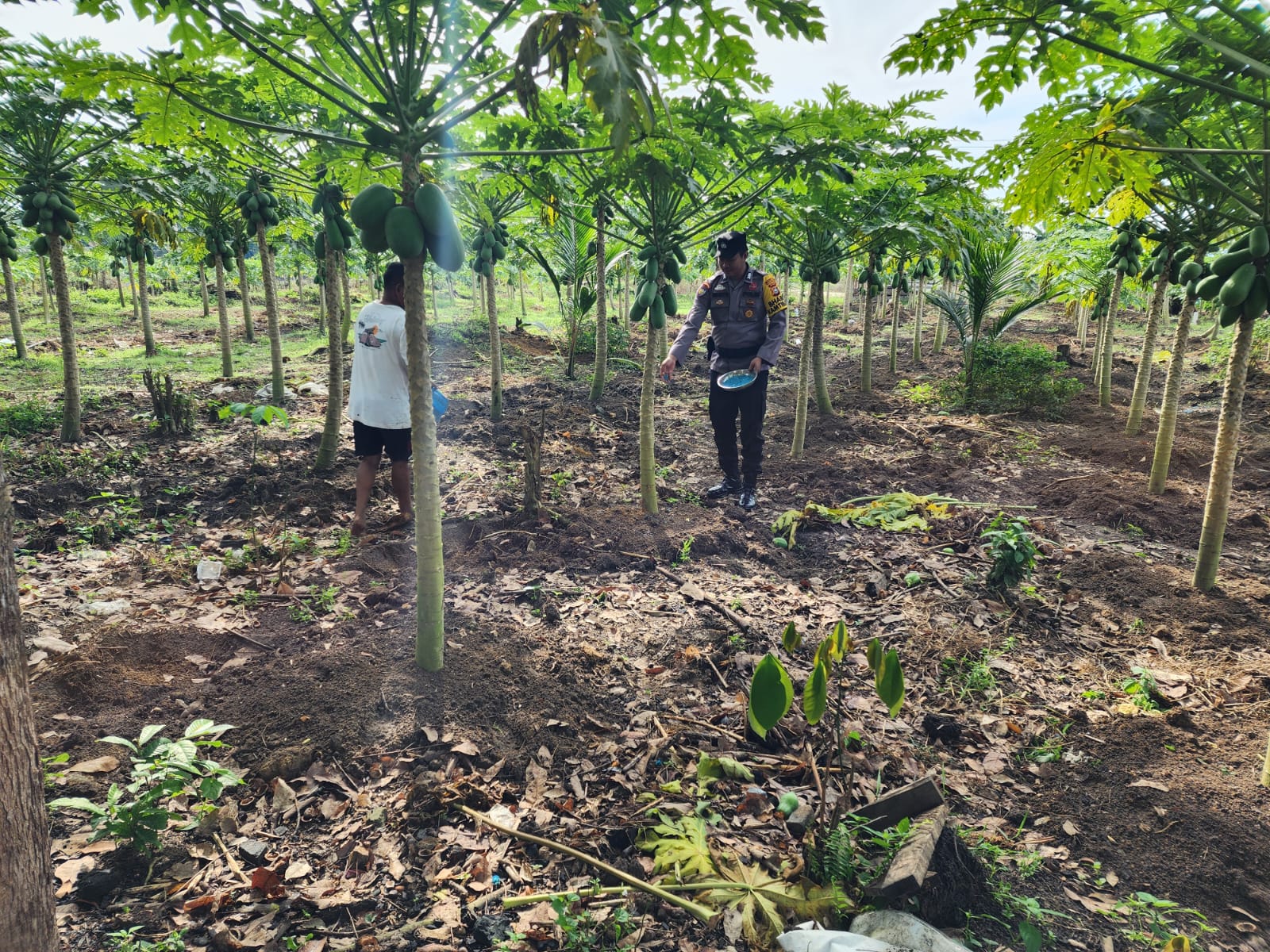 Polisi Cinta Petani, Bhabinkamtibmas Sambangi Kebun Pepaya Warga di Pematang Damar