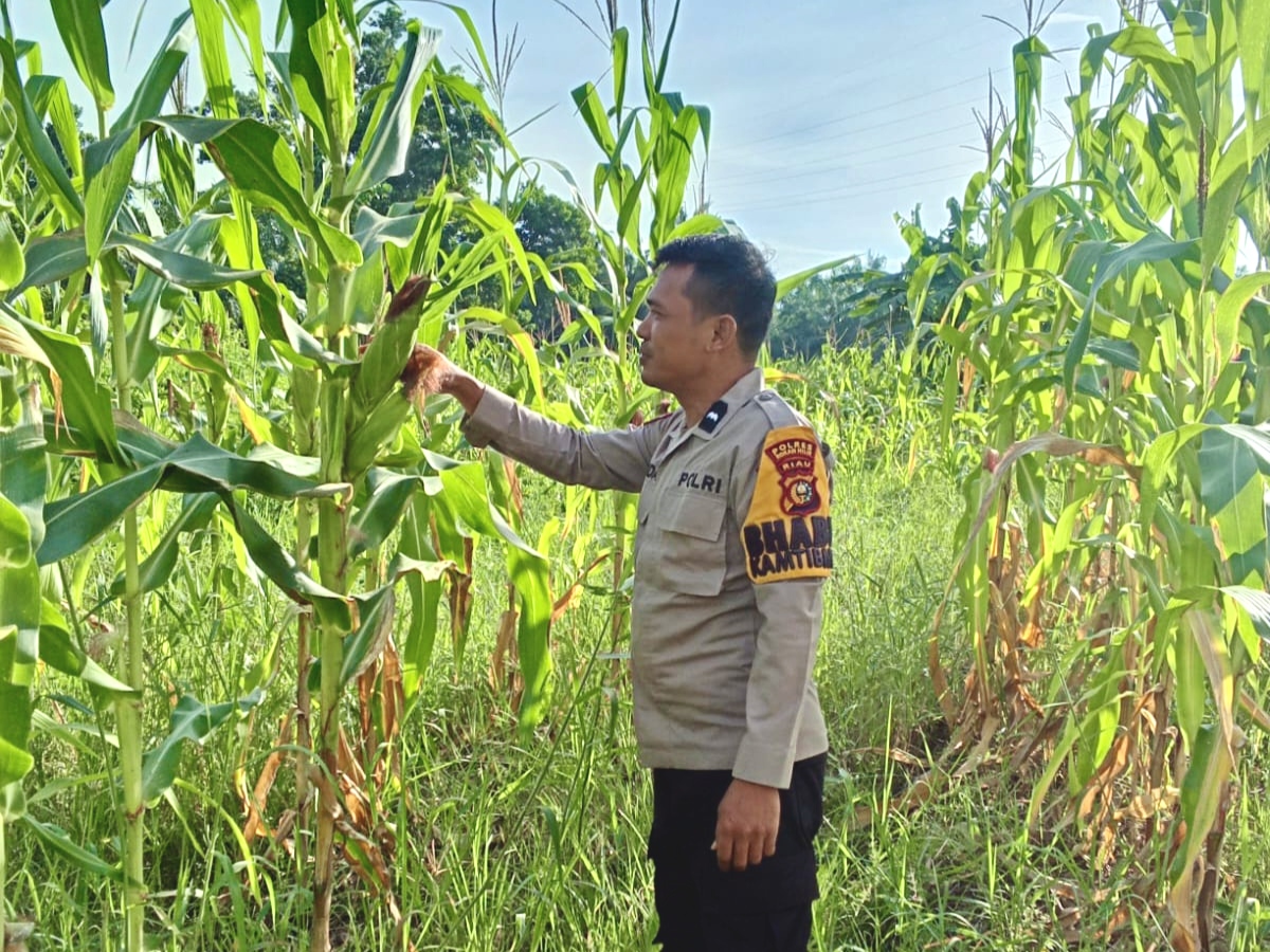 Polsek Rimba Melintang Cek Lahan Jagung Program Ketahanan Pangan di Karya Mukti