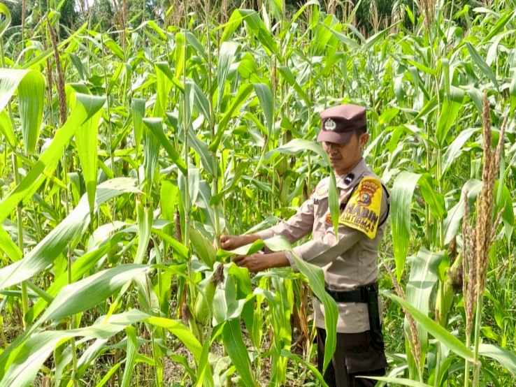 Polsek Rimba Melintang Pantau Perkembangan Jagung Ketahanan Pangan Berusia 3 Bulan