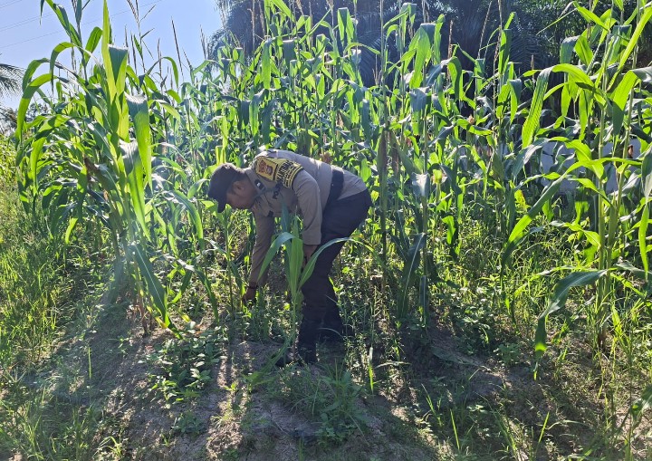 Polsek Rimba Melintang Cek Perkembangan Jagung Ketapang di Lenggadai Hilir