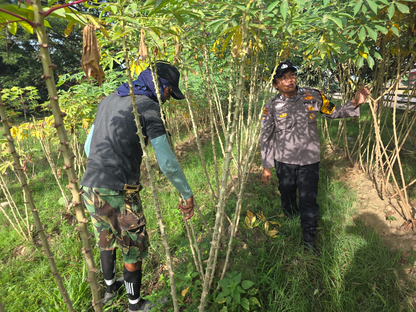 Bhabinkamtibmas Bangko Lestari Sambang Petani Singkong, Dukung Swasembada Pangan