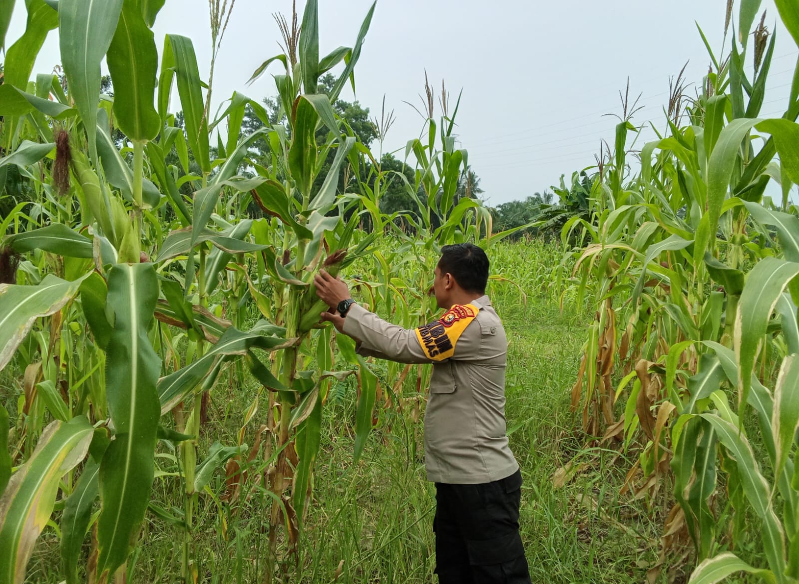 Polsek Rimba Melintang Cek Lahan Jagung Ketahanan Pangan di Kepenghuluan Karya Mukti