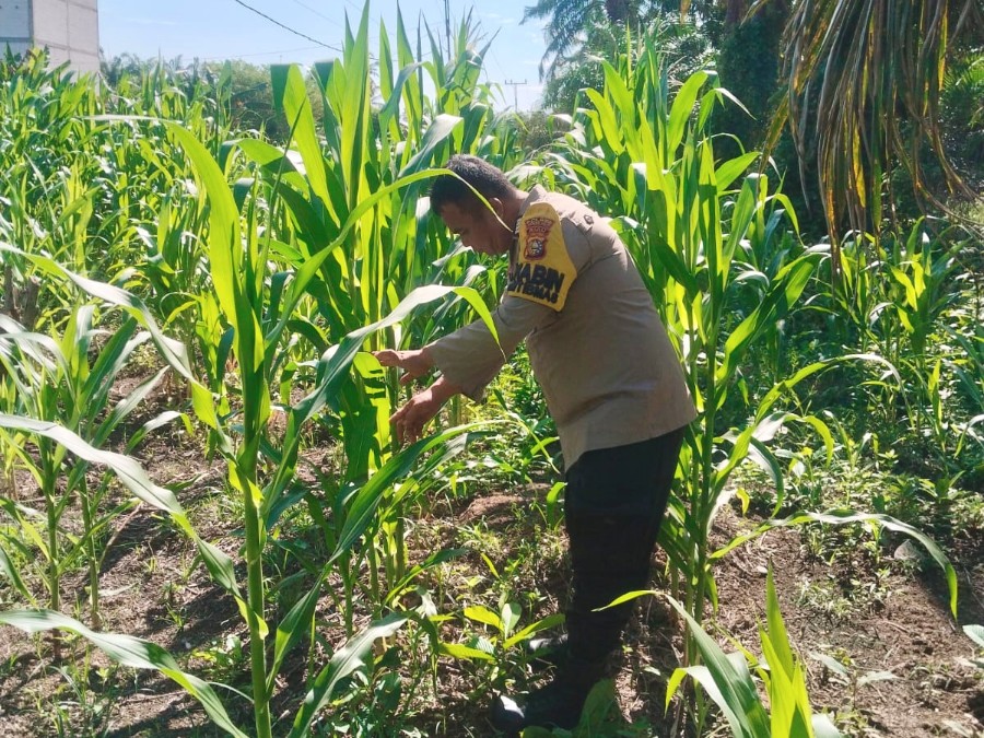 Polsek Rimba Melintang Pantau Pertumbuhan Jagung Program Ketahanan Pangan di Harapan Jaya