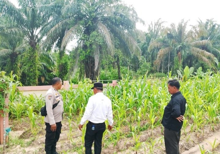 Polsek Rimba Melintang Cek Pertumbuhan Jagung Ketahanan Pangan di Lenggadai Hilir