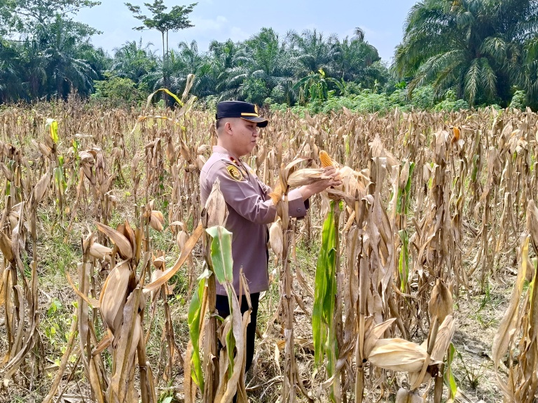 Kapolsek Ipda Rian Rahmadi Cek Jagung Program Ketahanan Pangan di Rimba Melintang