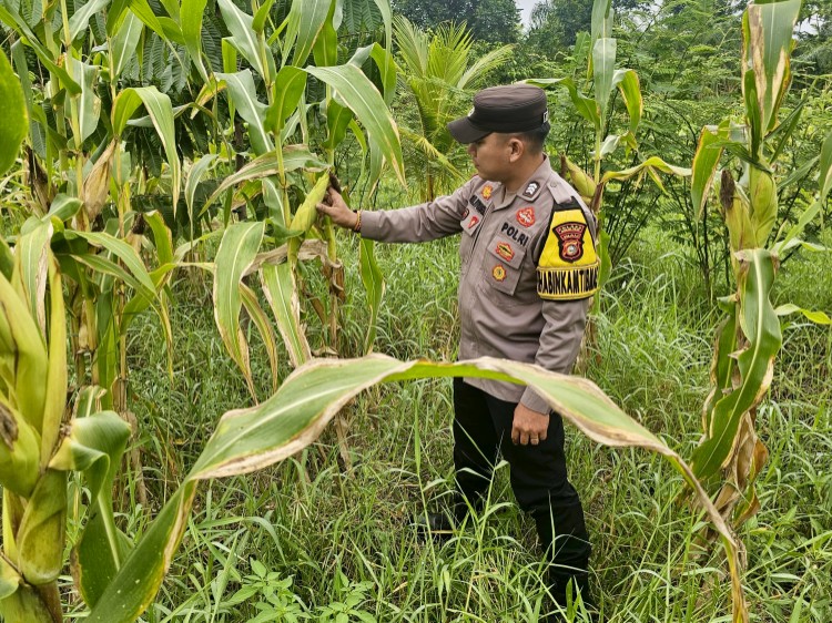 Polisi Monitoring Jagung Pipil hingga Masa Panen di Rimba Melintang