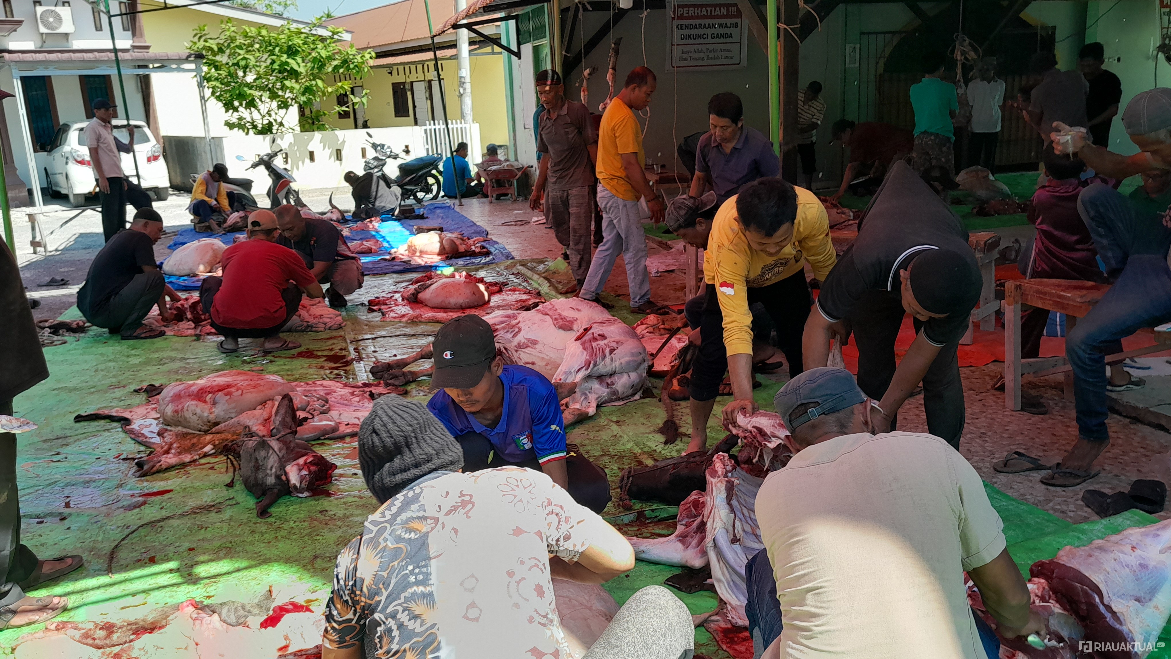 Masjid Darul Iman Pekanbaru Sembelih 10 Sapi di Hari Raya Idul Adha