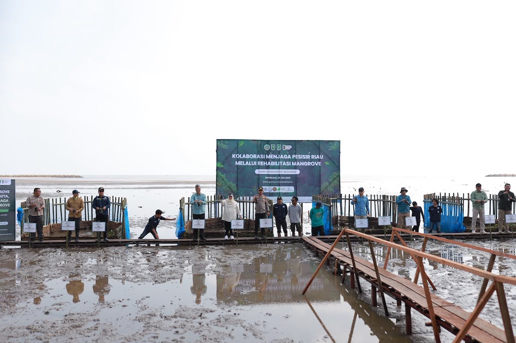 Hari Mangrove Sedunia, M4CR Tanam Mangrove di Bengkalis Perkuat Ketahanan Pesisir