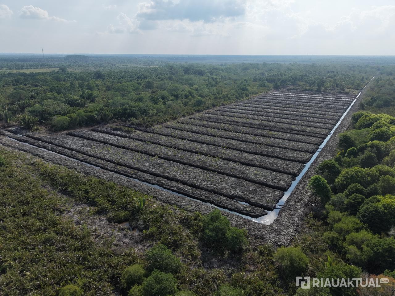 Penyelidikan Dugaan Pembabatan Mangrove di Rohil Berlanjut, Polisi Libatkan Ahli Lingkungan