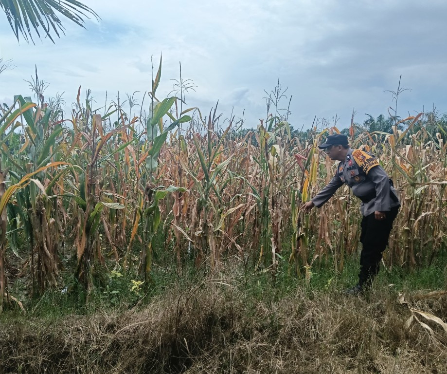 Polsek Rimba Melintang Cek Perkembangan Jagung Ketahanan Pangan di Rohil