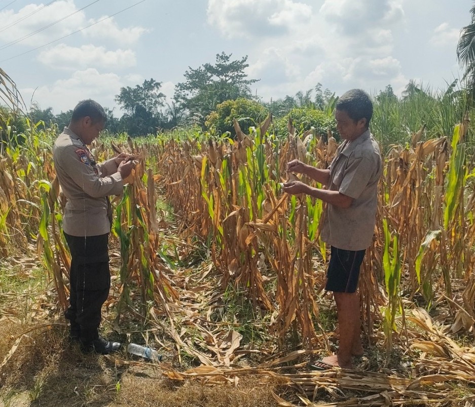 Jagung Siap Panen, Polsek Rimba Melintang Intensifkan Pemantauan Program Ketahanan Pangan
