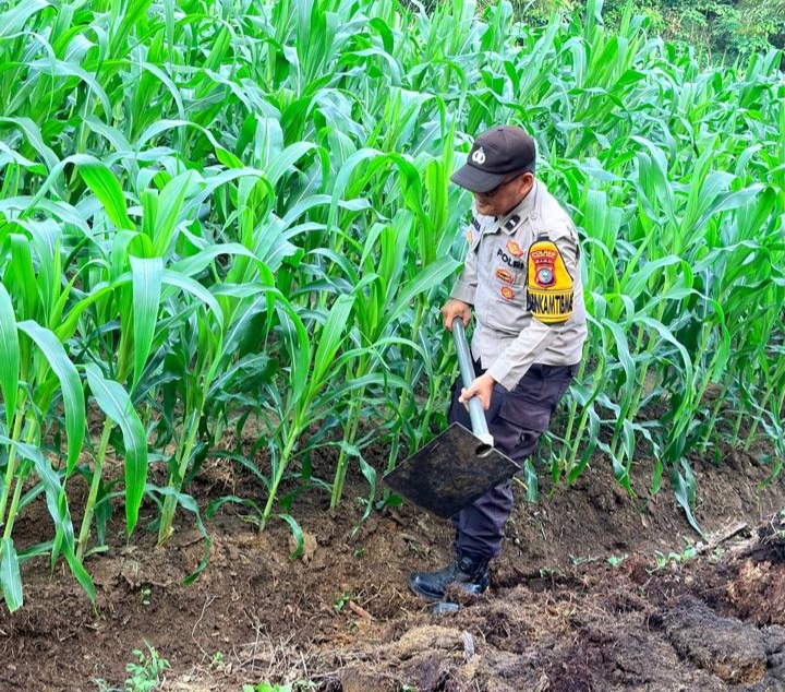 Dukung Swasembada Pangan, Polsek Bangko Pusako Cek Lahan Jagung