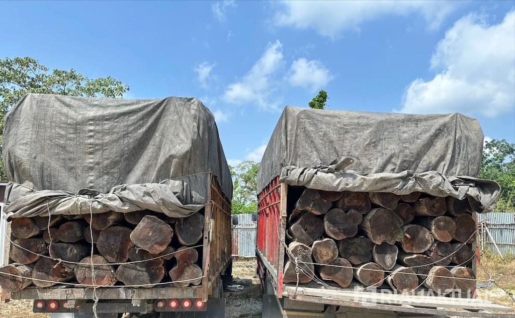 Polisi Gagalkan Penyelundupan 260 Batang Kayu Ilegal di Pelalawan