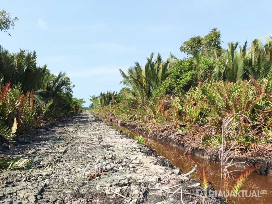 Diduga Dibabat, 100 Hektare Hutan Mangrove di Rohil Diselidiki Polisi