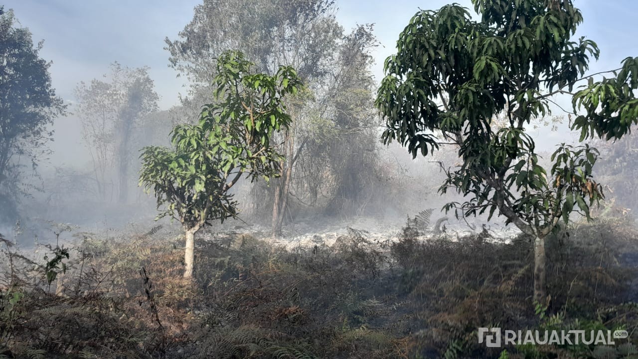 315 Titik Panas Terdeteksi di Riau, Pelalawan Tertinggi 