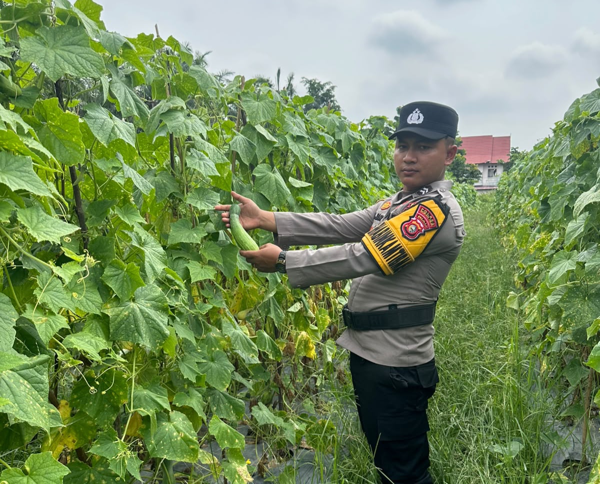 Dukung Ketahanan Pangan, Polisi di Rohil Sambangi Petani Mentimun