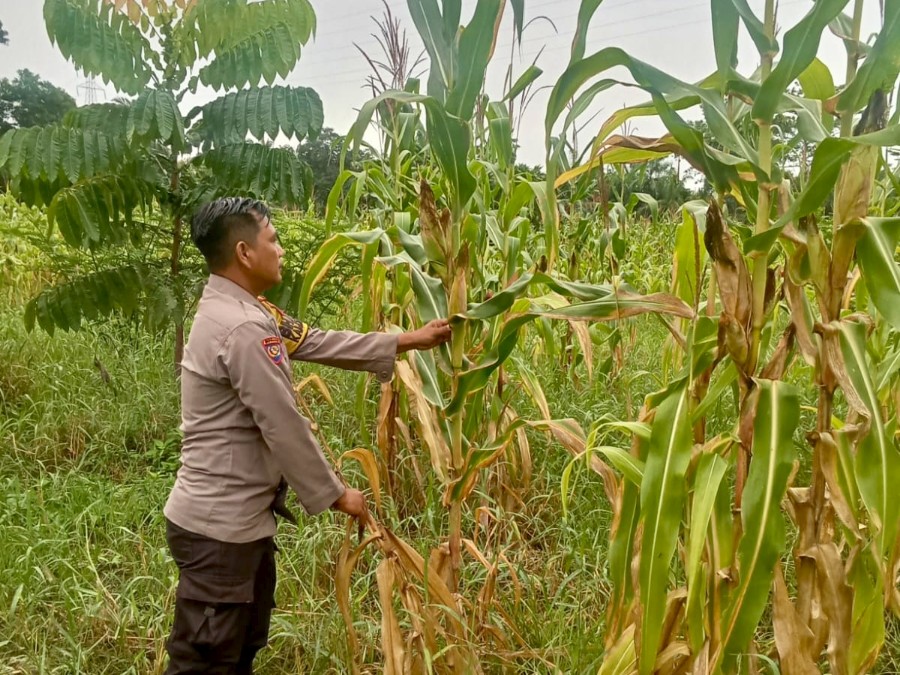 Polsek Rimba Melintang Pantau Perkembangan Jagung Ketahanan Pangan di Mukti Jaya Rohil