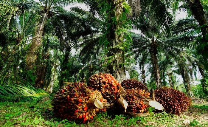 Gapki Riau soal Rencana PAP Sawit: Dukung PAD, Tapi Harus Realistis 