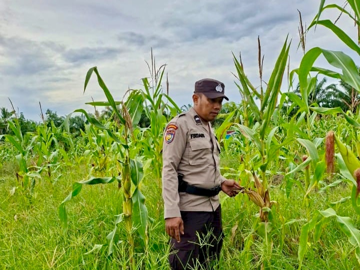 Polsek Rimba Melintang Terus Lakukan Pendampingan Lahan Ketahanan Pangan