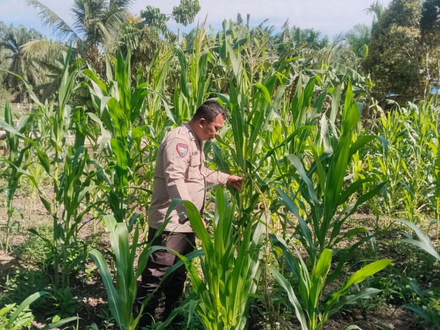 Bhabinkamtibmas Polsek Rimba Melintang Rutin Pantau Pertumbuhan Jagung Ketahanan Pangan di Harapan Jaya