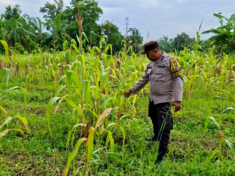 Polsek Rimba Melintang Pantau Lahan Jagung Binaan Bhabinkamtibmas