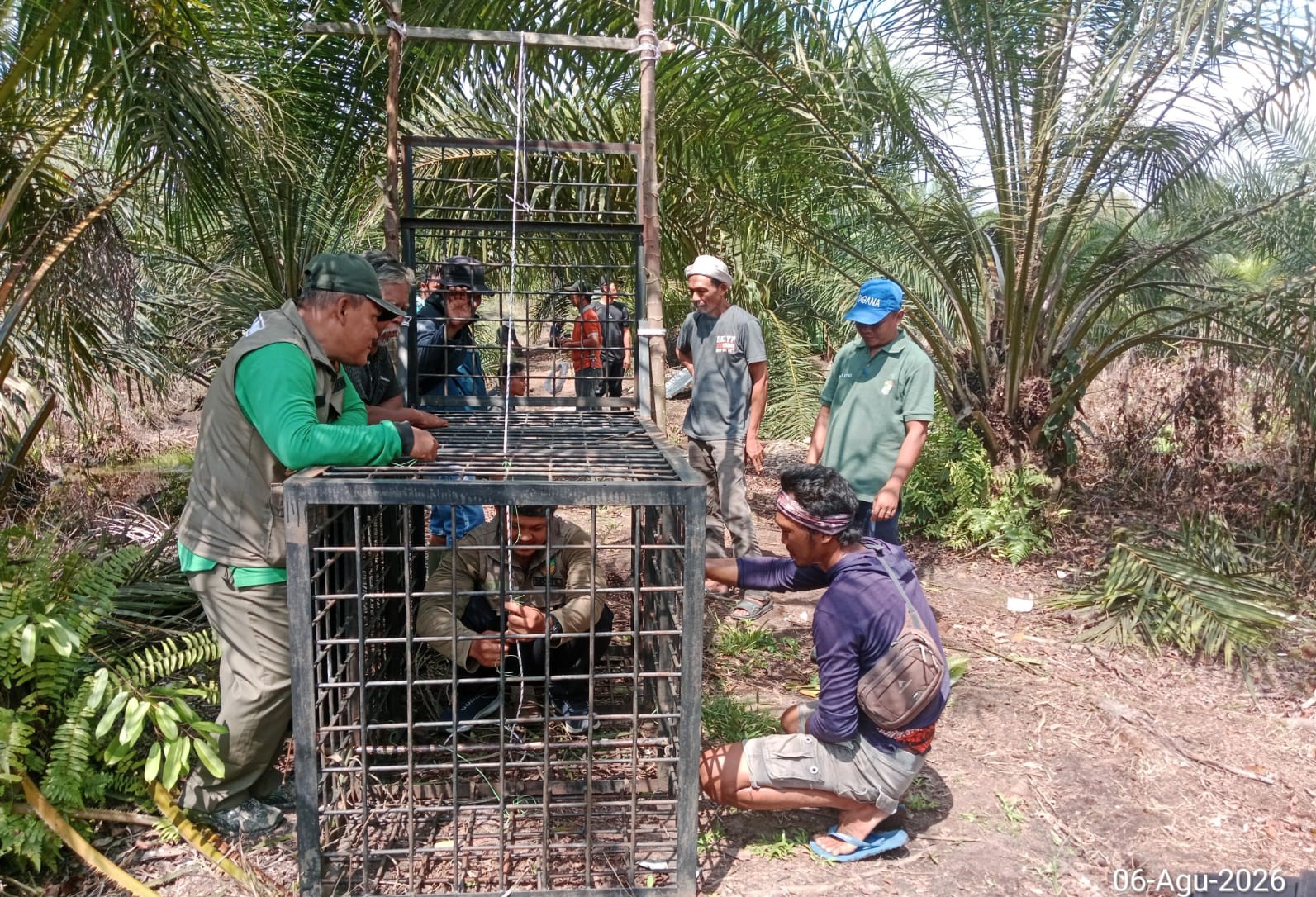 BBKSDA Riau Pasang Kandang Jebak Pascaserangan Beruang Madu di Pelalawan