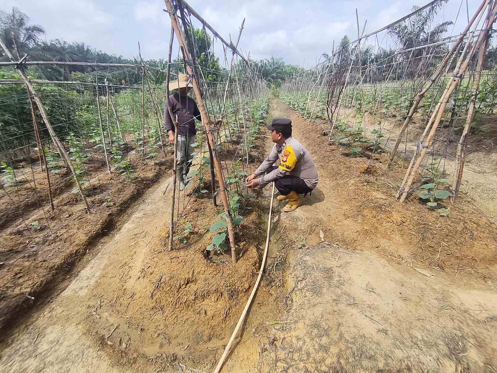 Dukung Ketahanan Pangan, Polisi di Rohil Turun Langsung Temui Petani Timun