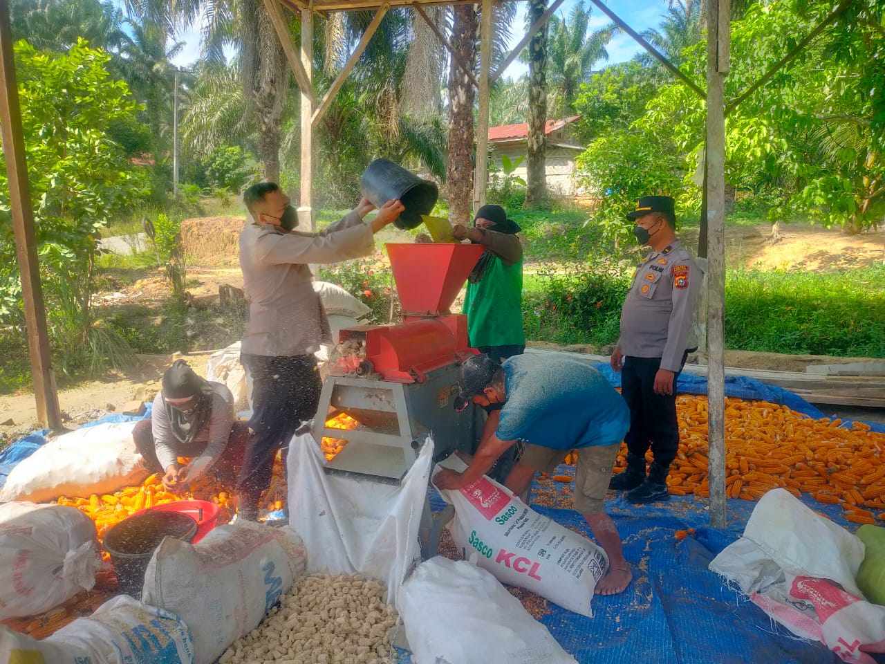 Swasembada Pangan, Polsek Bangko Pusako Dampingi Petani Panen 4 Ton Jagung