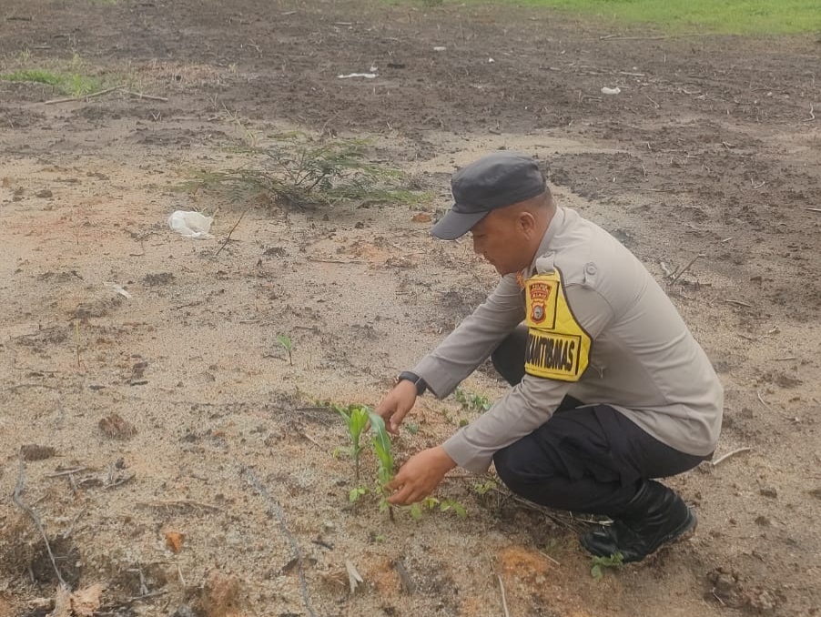 Tanaman Mati Tergenang Air, Ketahanan Pangan di Rimba Melintang Terus Dipantau