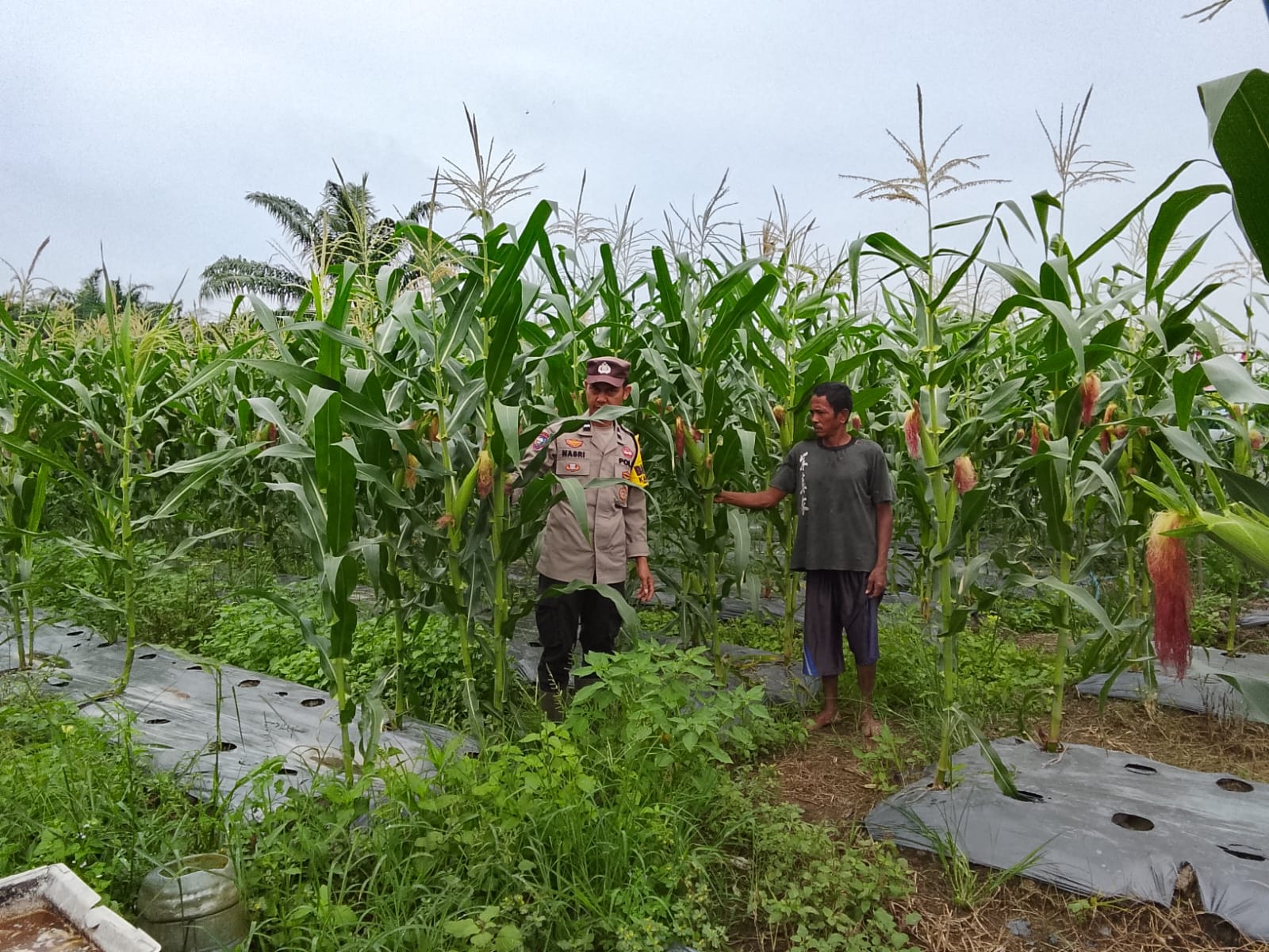 Polsek Rimba Melintang Cek Lahan Jagung Ketahanan Pangan di Rohil