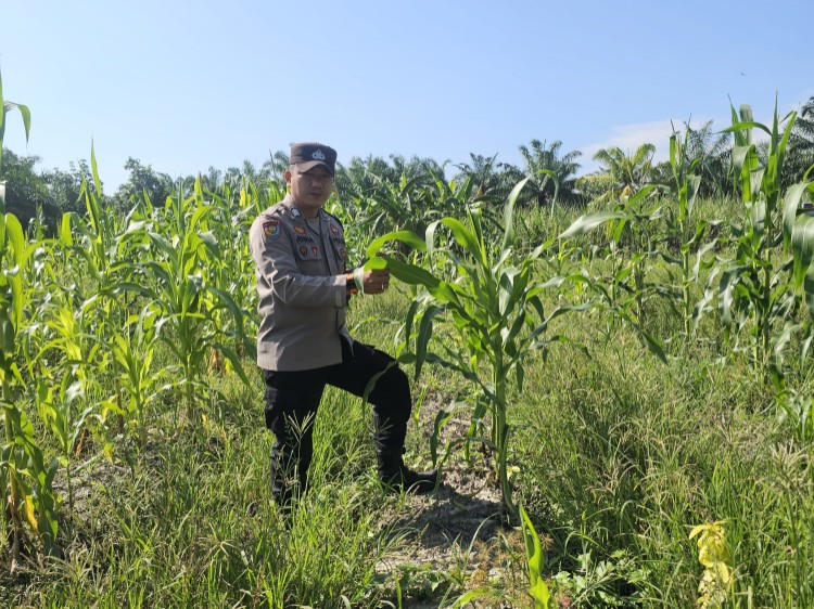 Bhabinkamtibmas Cek Ketahanan Pangan di Karya Mukti Rimba Melintang