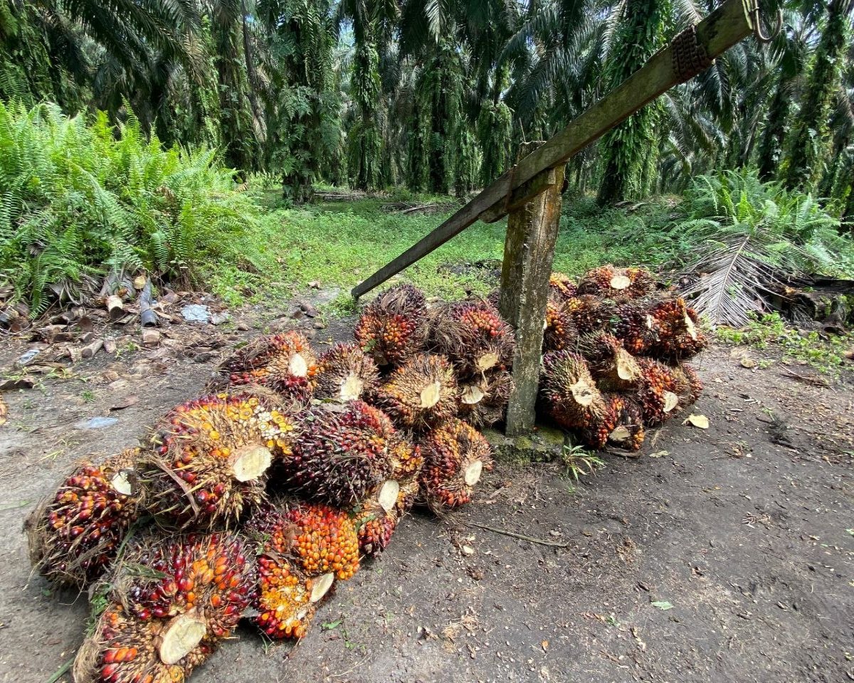 Harga TBS Kelapa Sawit Mitra Plasma di Riau Capai Rp3.932 per Kilogram