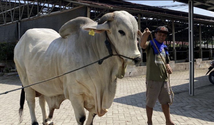 13 Sapi Jumbo di Riau Diseleksi Jadi Bantuan Presiden Momen Iduladha