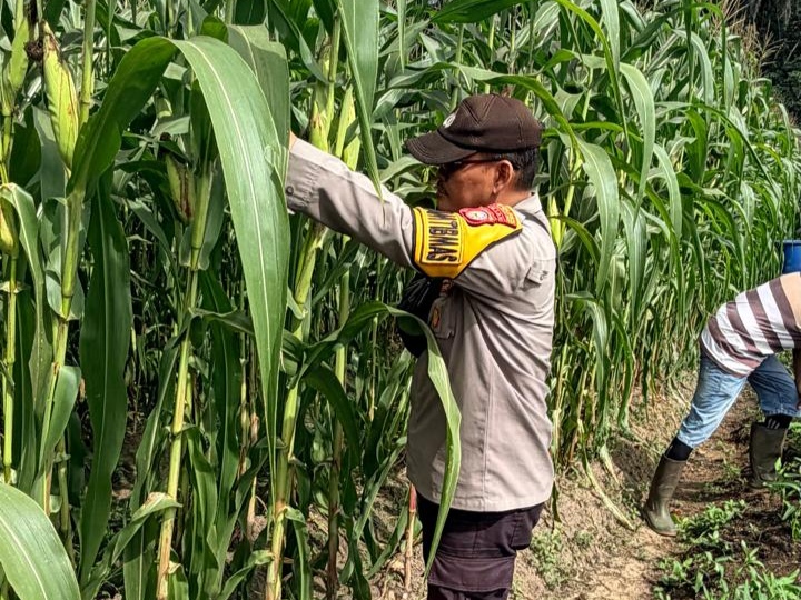 Dukung Asta Cita Presiden, Bhabinkamtibmas Bangko Balam Pantau Lahan Jagung Ketapang