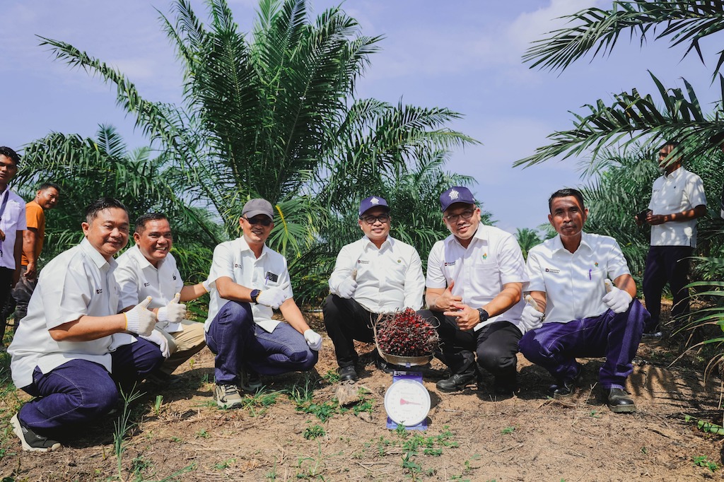 PTPN IV Regional III Pecahkan Rekor, Sawit Baru Panen di Usia 2,5 Tahun dengan Produktivitas Hampir Dua Kali Lipat Nasional