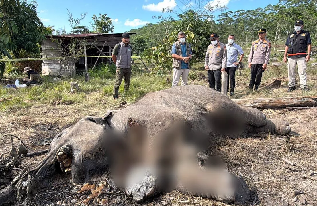 Anak Gajah Sumatera Mati di Pelalawan Kepala Balai TNTN: Diduga Dijerat